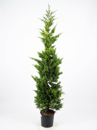 Купрессоципарис Лейланда Cupressocyparis Leylandii Pyramidalis c30 250/300 (И)