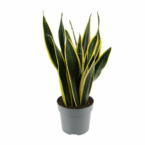 Сансевиерия Блэк Голд Sansevieria Black Gold 45/14 (Н)