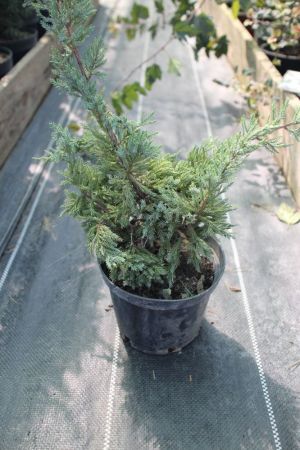 Можжевельник чешуйчатый Холгер Juniperus squamata Holger 2л/3л (ЗК)