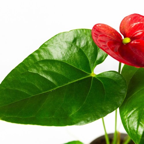 Антуриум Андре Джамбо Ред Anthurium andraeanum Jambo Red 5+ 60/14