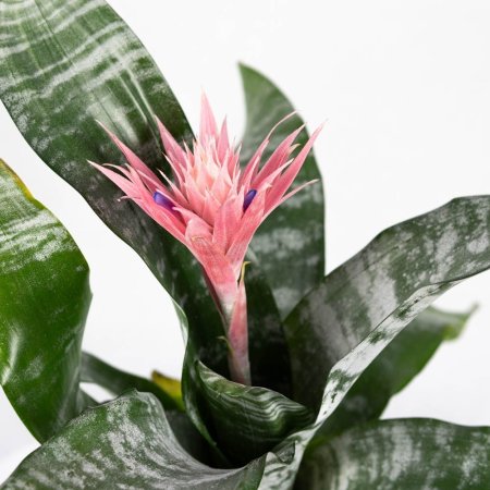 Эхмея Праймера Aechmea Primera XL 65/15