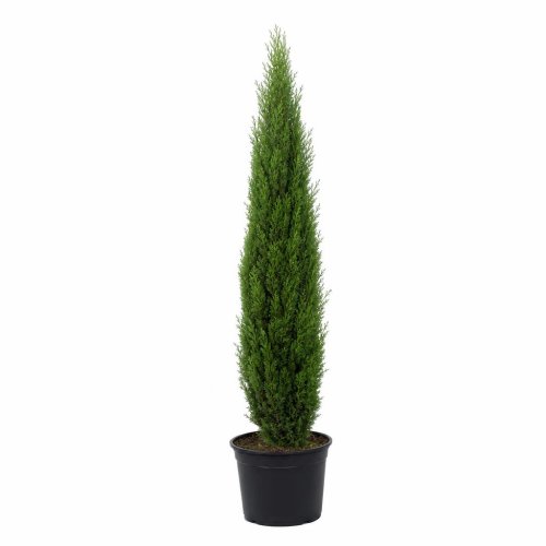 Кипарис вечнозеленый Cupressus sempervirens Pyramidalis с10 100/125 (И)