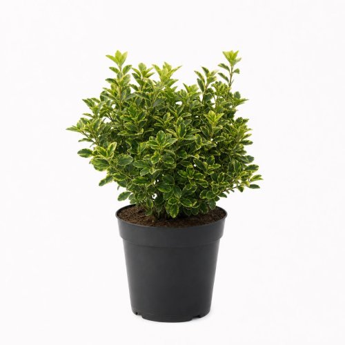 Бересклет японский Euonymus japonicus Benkomasaki c1