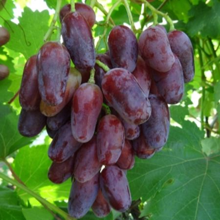 Виноград Джованни темно-вишневый ранний Волжский Сад