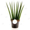 Сансевиерия цилиндрическая веер Sansevieria cylindrica fan 25/9 ...