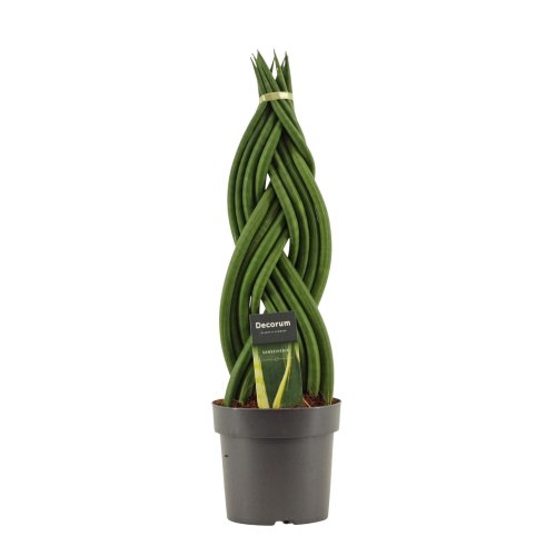 Сансевиерия цилиндрическая коса Sansevieria cylindrica braid 50/14 (Н)