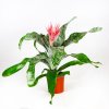 Эхмея Праймера Aechmea Primera L 60/15 (Н)