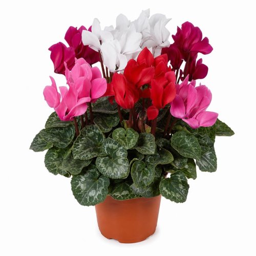 Цикламен микс Cyclamen mix р12