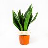 Сансевиерия микс Sansevieria mix 35/12 (Н)