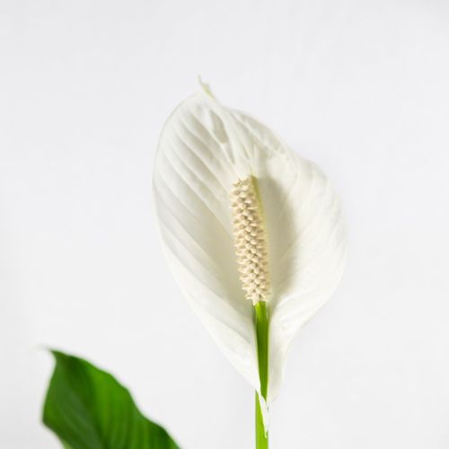 Спатифиллум Свит Себастьяно Spathiphyllum Sweet Sebastiano 2+ 110/24 (Н)