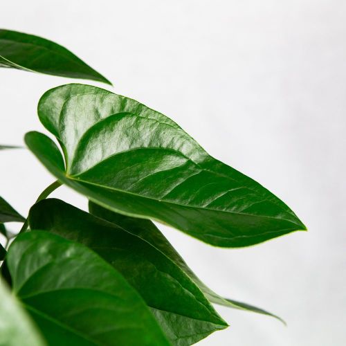 Антуриум Андре Алоха Ред Anthurium andraeanum Aloha Red 65/21 (Н)