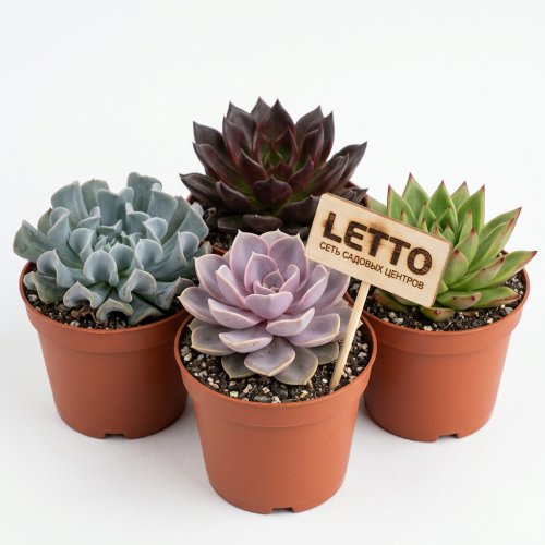 Эхеверия микс Echeveria mix р11