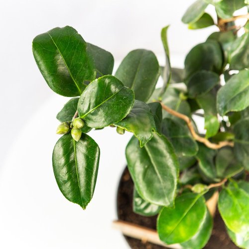 Камелия японская Camellia japonica в ассорт. 75/23 (Н)
