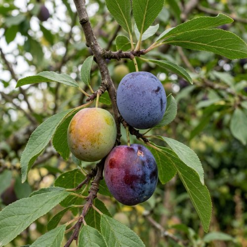 Слива домашняя в ассортименте полуштамб Prunus domestica in varieto 10л (И)