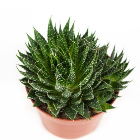 Алоэ остистое Aloe aristata 18/12