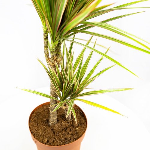 Драцена Биколор Dracaena Bicolor 30-15 80/17