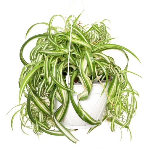 Хлорофитум variegata/кучерявый р11