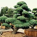 Садовые бонсаи (ниваки) Садовые бонсаи (ниваки)