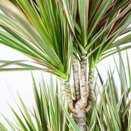 Драцена Биколор карусель Dracaena Bicolor 120-carrousel 190/34 (Н)