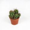Кактус микс Cactus mix 10/7 (Н)
