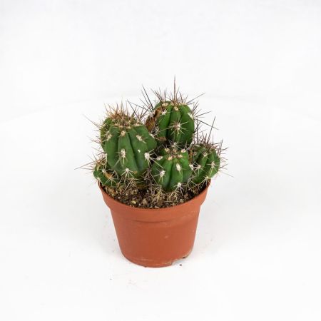 Кактус микс Cactus mix 10/7 (Н)