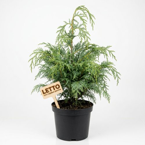Кипарисовик Лавсона Chamaecyparis lawsoniana Ivonne с3 80/100