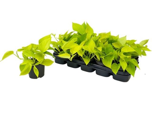 Эпипремнум перистый Голден Потос Epipremnum pinnatum Golden Pothos 30/12