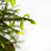 Ель обыкновенная Picea abies ком (мешковина) в контейнере 60/80