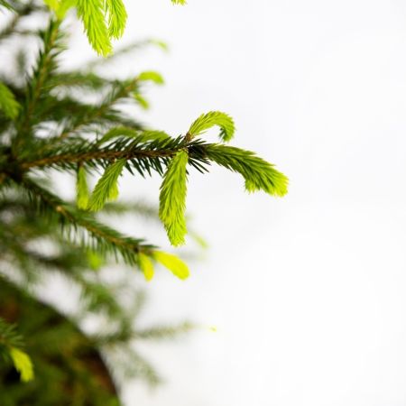 Ель обыкновенная Picea abies ком (мешковина) в контейнере 60/80