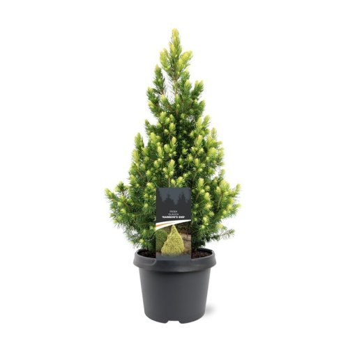 Ель канадская Picea glauca Rainbow's End 40/19 (Н.)