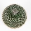 Маммиллярия Cactus Mammillaria Hahniana 15/12 (Н)