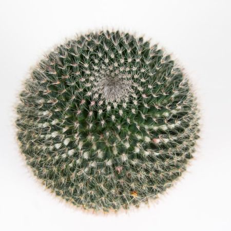 Маммиллярия Cactus Mammillaria Hahniana 15/12 (Н)