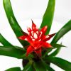 Гузмания Хоуп Guzmania Hope 45/13 (Н)