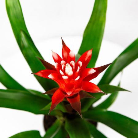 Гузмания Хоуп Guzmania Hope 45/13 (Н)
