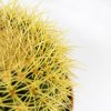 Эхинокактус Грузона Echinocactus grusonii 25/24 (Н)