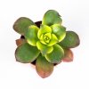 Эониум Киви Aeonium Kiwi 8/5 (Н)