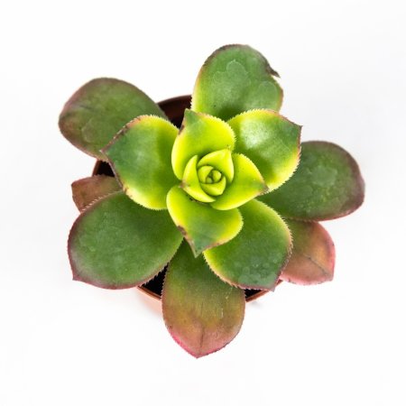 Эониум Киви Aeonium Kiwi 8/5 (Н)