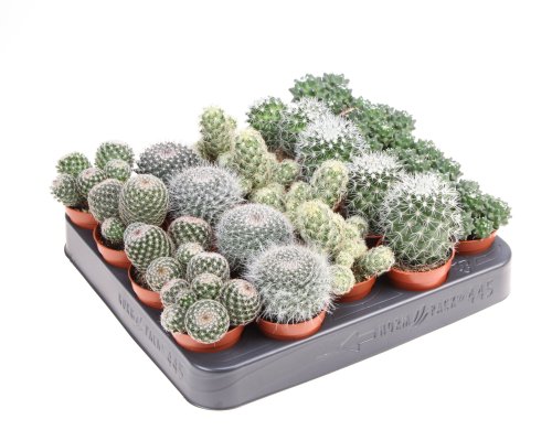 Маммиллярия микс Mammillaria mix 8/5 (Н)
