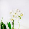 Фаленопсис 2 ствола Phalaenopsis 2st Tiny Dolls Mix 10+ 17/6 (Н)