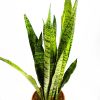 Сансевиерия зейланика Sansevieria zeylanica 60/17
