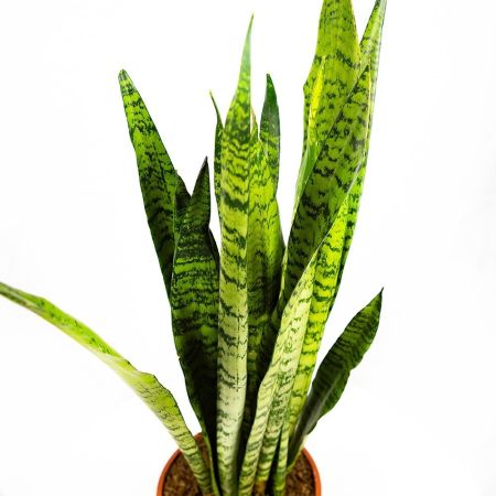 Сансевиерия зейланика Sansevieria zeylanica 60/17
