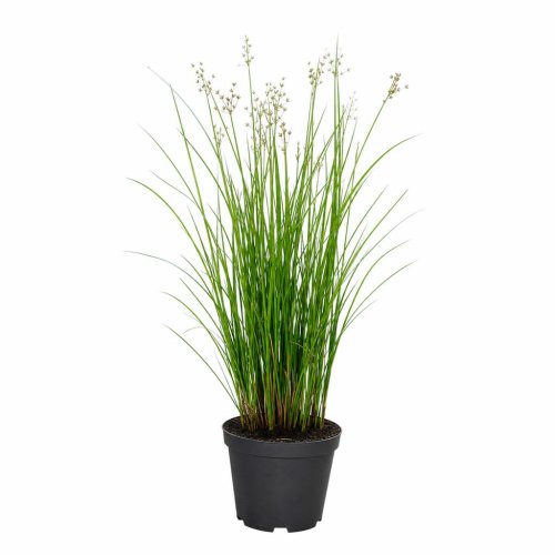 Камыш тростниковый (Тростник южный) Scirpus