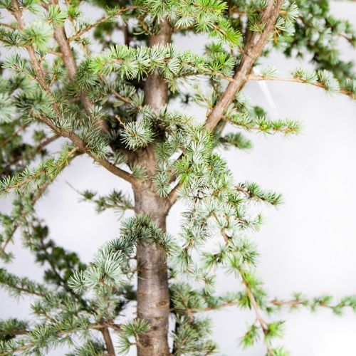 Кедр атласский Glauca с35 250/300 Cedrus atlantica Glauca (И)