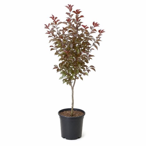 Вишня мелкопильчатая Акколэйд Prunus Accolade с3 