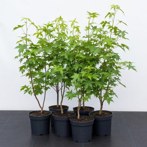 Ликвидамбар смолоносный Liquidambar Styraciflua Worplesdon 70/19 (Н)