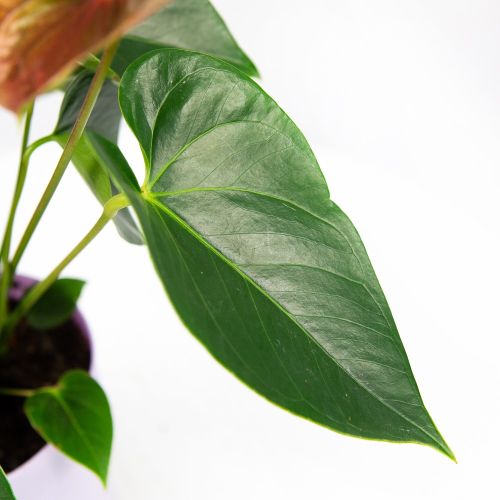Антуриум Андре Кавалли микс Anthurium andraeanum Cavalli mix 4+ 50/14 (Н)