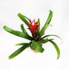 Гузмания Хоуп Guzmania Hope 40/12