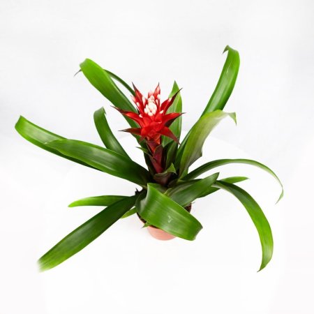 Гузмания Хоуп Guzmania Hope 40/12