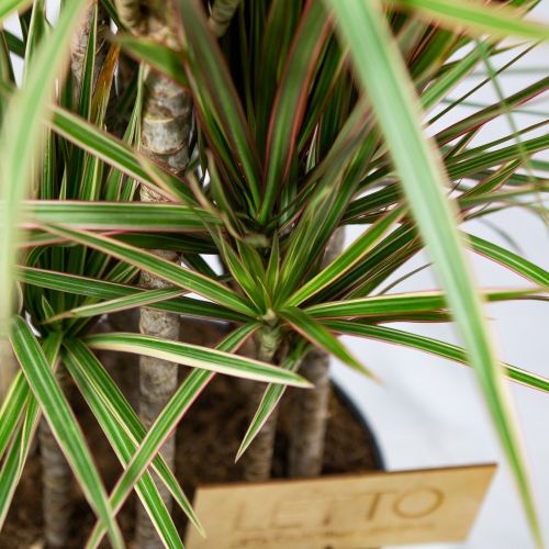 Драцена Биколор карусель Dracaena Bicolor 120-carrousel 190/34 (Н)