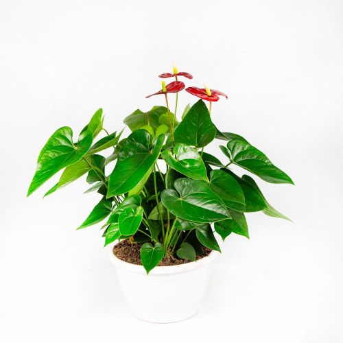 Антуриум Андре Алоха Ред Anthurium andraeanum Aloha Red 65/21 (Н)